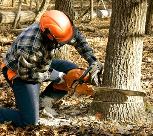 Tree Removal in Connelly Springs, NC